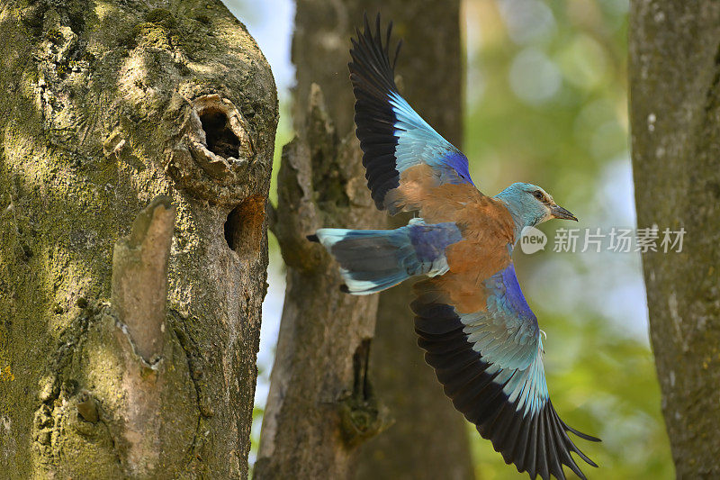 欧洲窝滚鼠(Coracias garrulus)